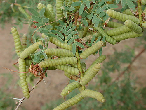 Prosopis pubescens